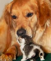 животные приколы