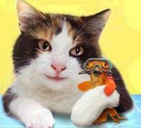 животные приколы