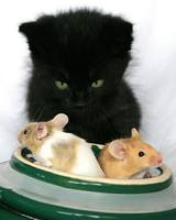 животные приколы