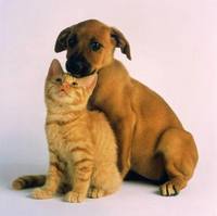 животные приколы