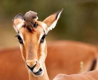 животные приколы