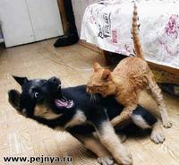 животные приколы