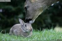 животные приколы