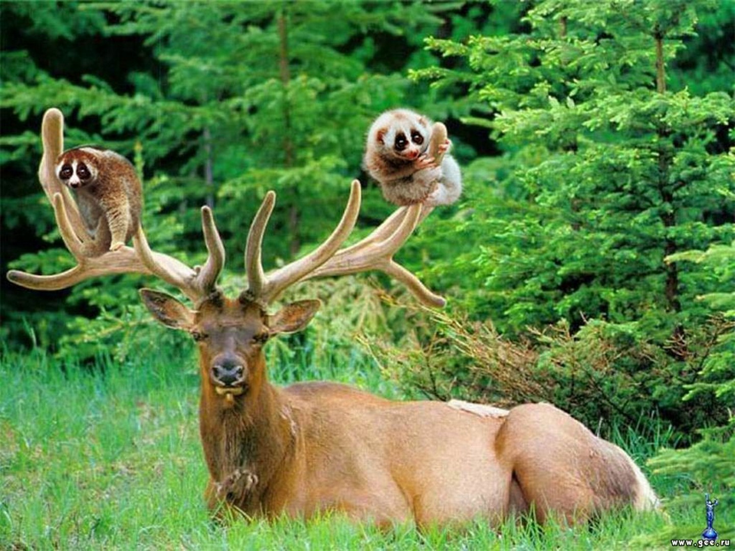 животные приколы