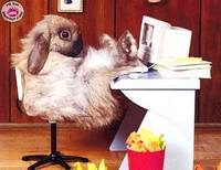 животные приколы