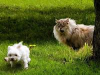 животные приколы