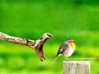 животные приколы