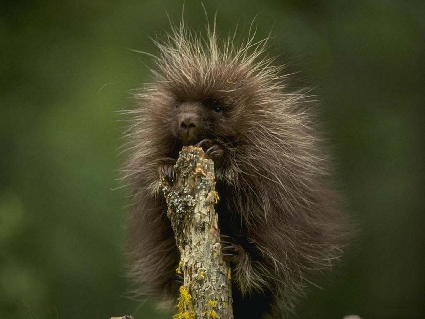дикобраз фото