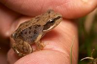 Жаба фото