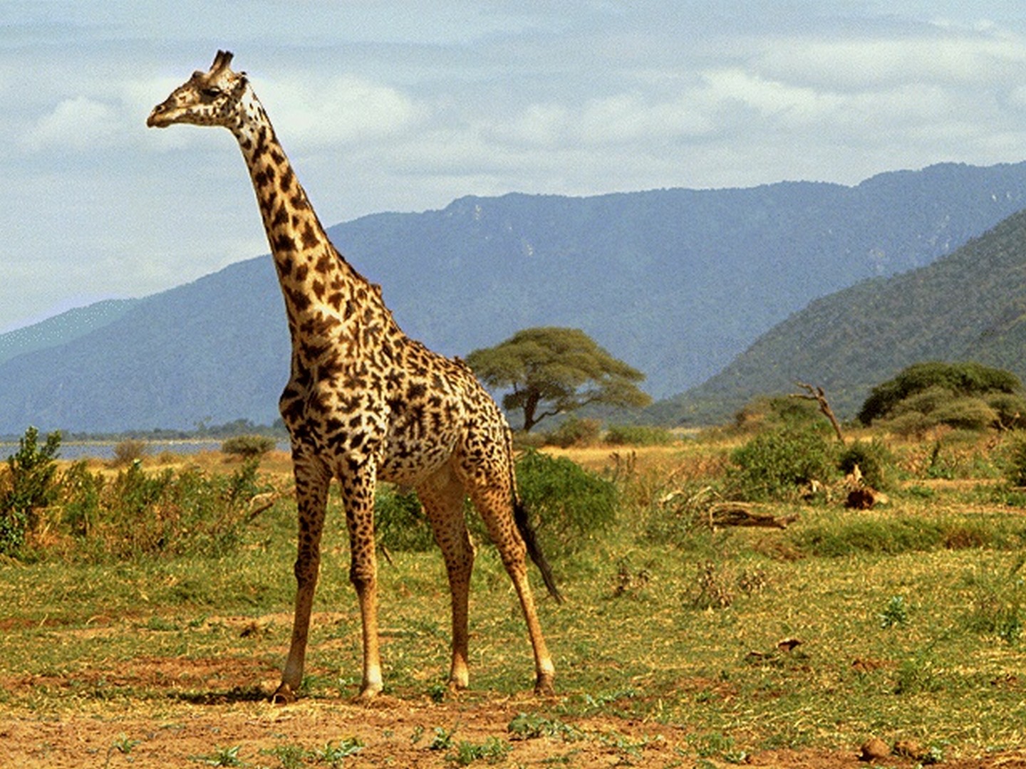 Жираф фото