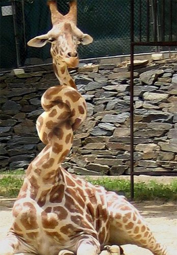 Казино интернет жираф