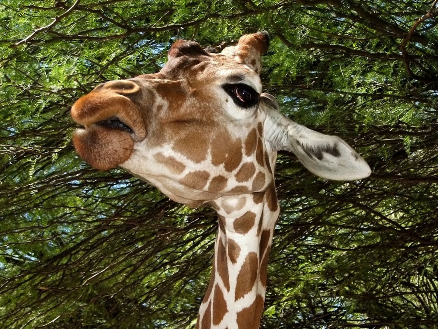Жираф фото
