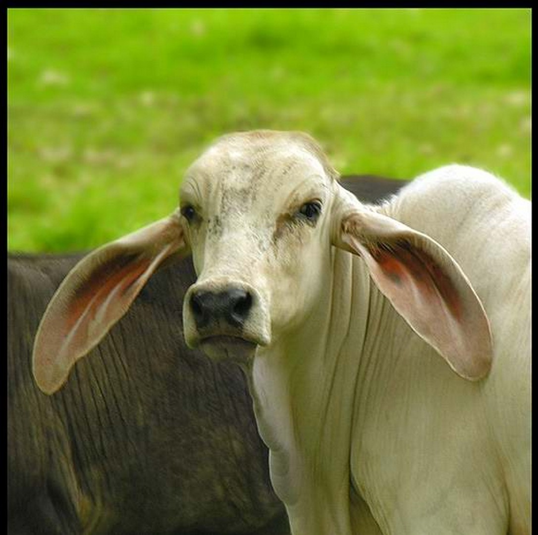 корова и быки фото