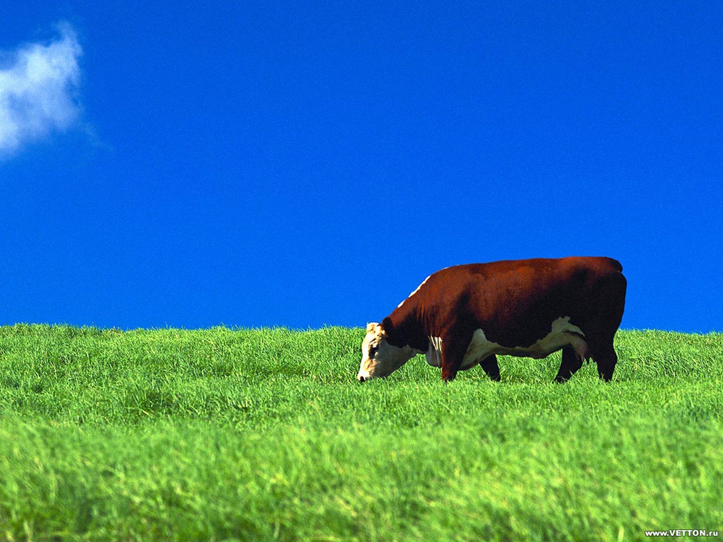корова и быки фото