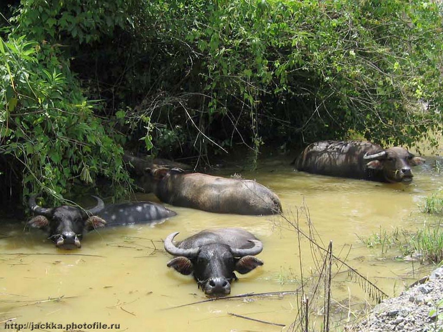 коровы и быки фото