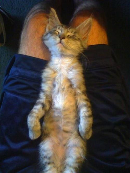 Коты и кошки фото