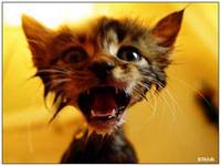 Коты и кошки фото