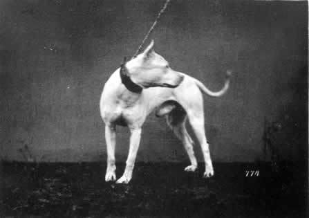 1879 BullTerrier ChampionBILL-GEORG