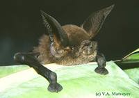 Летучие мыши