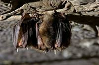 Летучие мыши