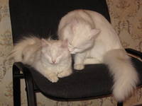 Банные процедуры