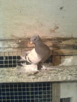 Удешка чубатая