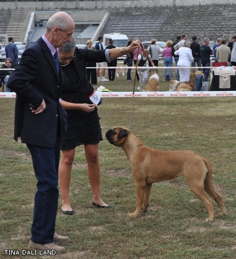 Одесса бэст щенков