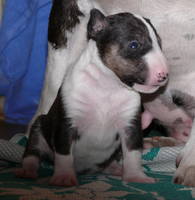 VFL.RU - ваш фотохостинг