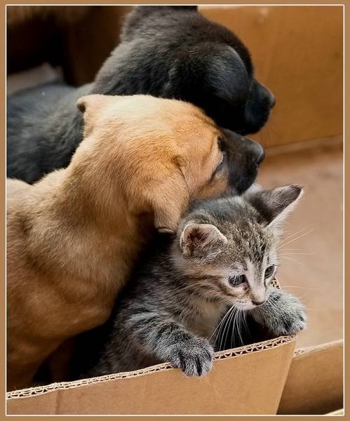 Смешные фото кошек. Кошки и коты с попугаями, собаками, ёжиками, другими животными и разные комичные ситуации с ними.