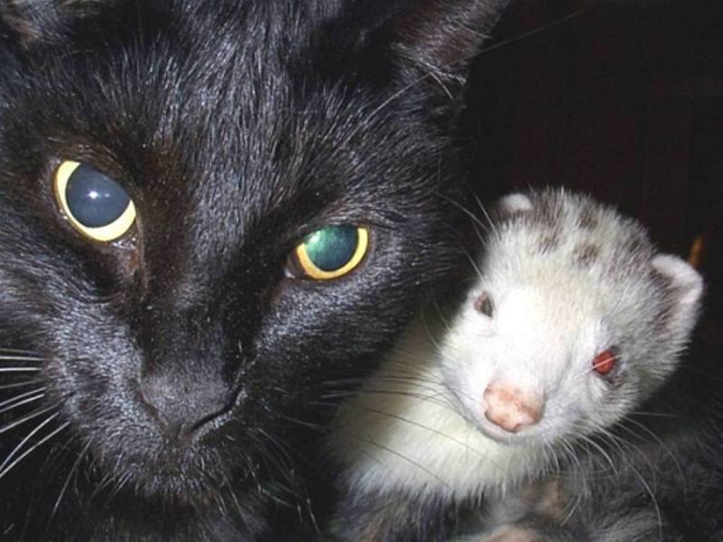 Смешные фото кошек. Кошки и коты с попугаями, собаками, ёжиками, другими животными и разные комичные ситуации с ними.