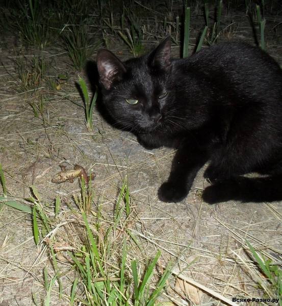 Смешные фото кошек. Кошки и коты с попугаями, собаками, ёжиками, другими животными и разные комичные ситуации с ними.