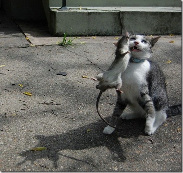 Кошка ловит собаку Кошка ловит собаку