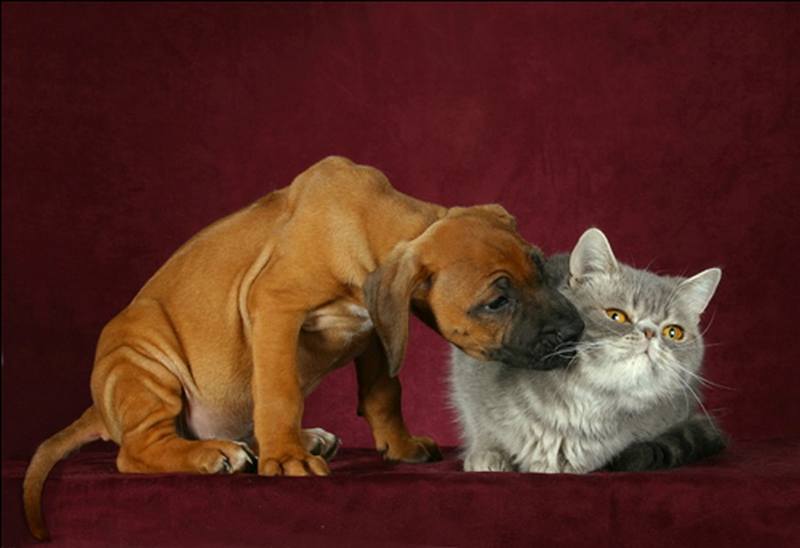 Смешные фото кошек. Кошки и коты с попугаями, собаками, ёжиками, другими животными и разные комичные (и не очень) ситуации с ними.