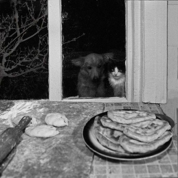 Смешные фото кошек. Кошки и коты с попугаями, собаками, ёжиками, другими животными и разные комичные (и не очень) ситуации с ними.