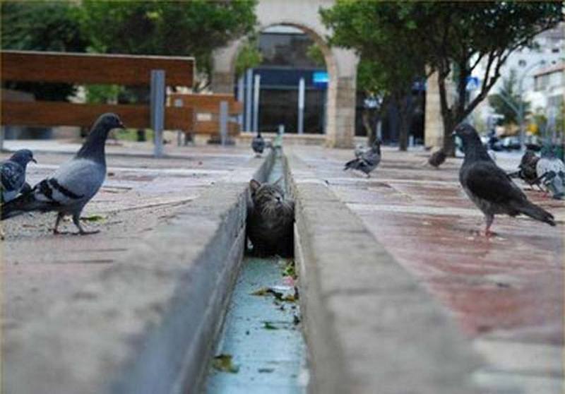 Смешные фото кошек. Кошки и коты с попугаями, собаками, ёжиками, другими животными и разные комичные (и не очень) ситуации с ними.