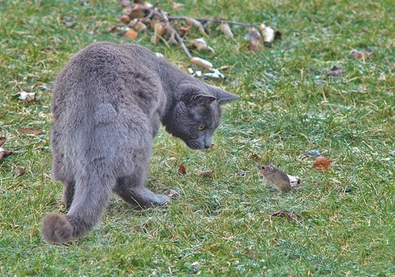 Смешные фото кошек. Кошки и коты с попугаями, собаками, ёжиками, другими животными и разные комичные (и не очень) ситуации с ними.