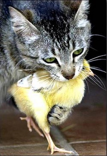 Смешные фото кошек. Кошки и коты с попугаями, собаками, ёжиками, другими животными и разные комичные (и не очень) ситуации с ними.