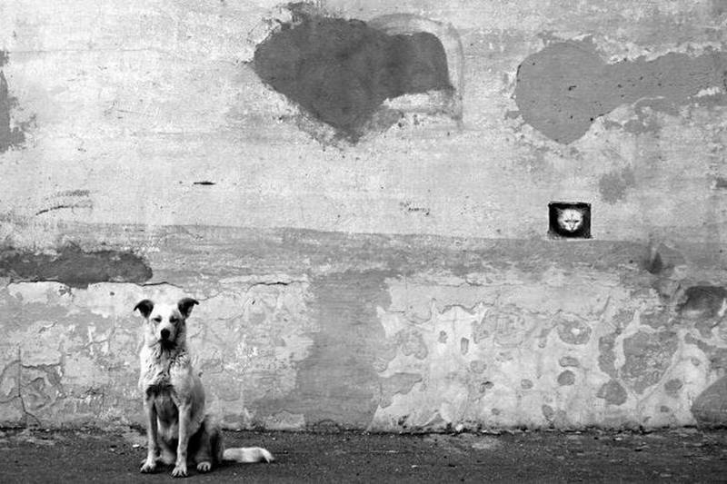 Смешные фото кошек. Кошки и коты с попугаями, собаками, ёжиками, другими животными и разные комичные ситуации с ними.