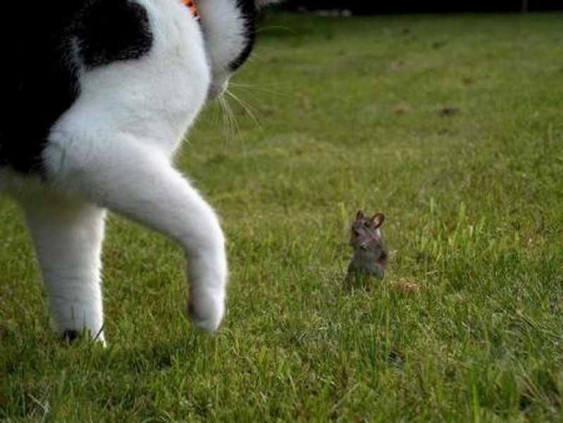 Смешные фото кошек. Кошки и коты с попугаями, собаками, ёжиками, другими животными и разные комичные ситуации с ними.