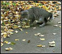 Смешные фото кошек. Кошки и коты с попугаями, собаками, ёжиками, другими животными и разные комичные ситуации с ними.