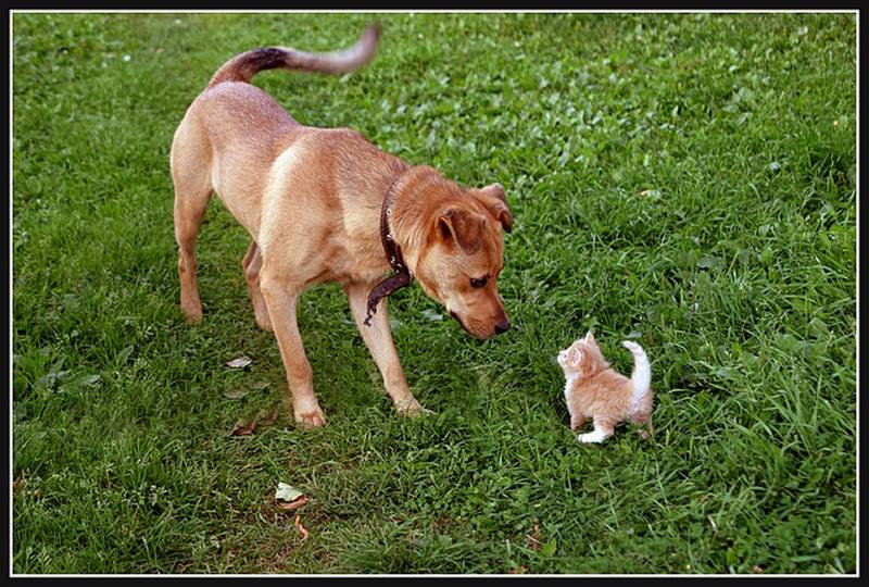 Смешные фото кошек. Кошки и коты с попугаями, собаками, ёжиками, другими животными и разные комичные ситуации (и не очень) с ними.