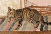 Смешные фото кошек. Кошки и коты с попугаями, собаками, ёжиками, другими животными и разные комичные ситуации (и не очень) с ними.