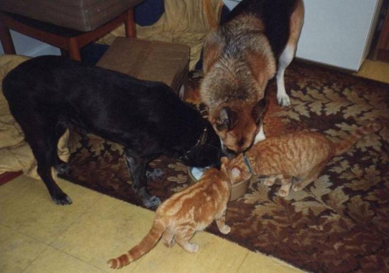 Смешные фото кошек. Кошки и коты с попугаями, собаками, ёжиками, другими животными и разные комичные ситуации (и не только) с ними.