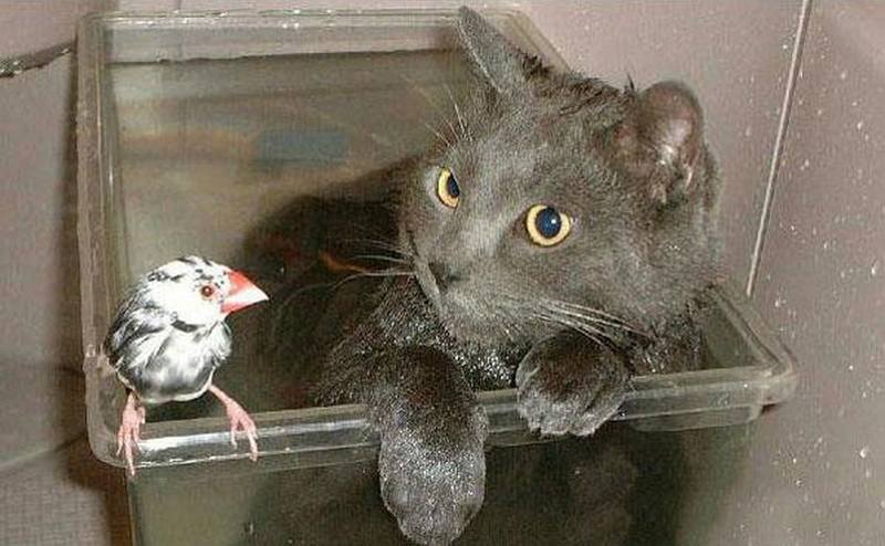 Смешные фото кошек. Кошки и коты с попугаями, собаками, ёжиками, другими животными и разные комичные ситуации (и не только) с ними.