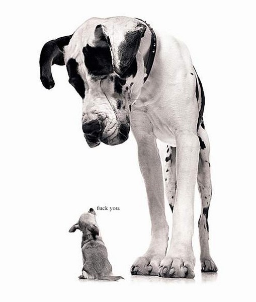 Смешные фото кошек. Кошки и коты с попугаями, собаками, ёжиками, другими животными и разные комичные ситуации (и не только) с ними.