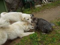 Смешные фото кошек. Кошки и коты с попугаями, собаками, ёжиками, другими животными и разные комичные ситуации (и не только) с ними.