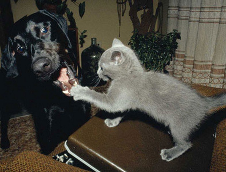 Смешные фото кошек. Кошки и коты с попугаями, собаками, ёжиками, другими животными и разные комичные ситуации (и не только) с ними.