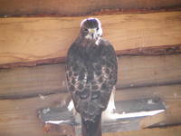 VFL.RU - ваш фотохостинг