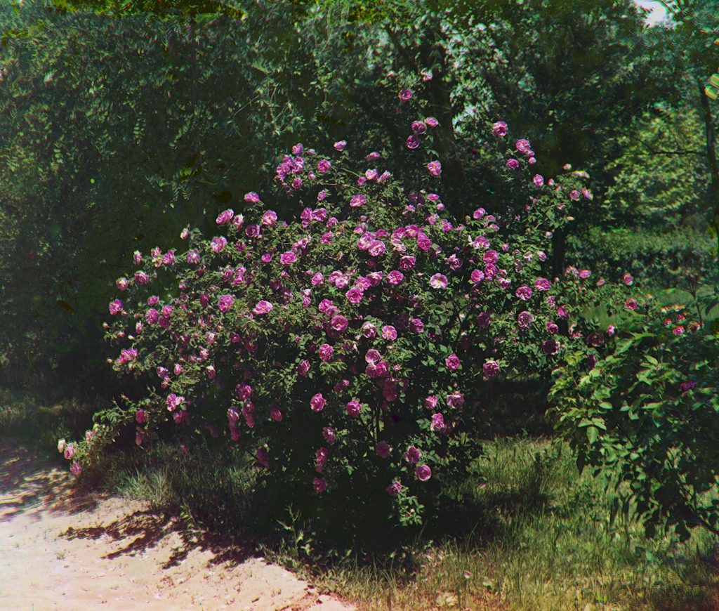 Дореволюционная Россия (оцифрованная, отреставрированная фотография).