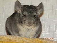 VFL.RU - ваш фотохостинг